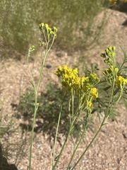 Hymenothrix wislizeni