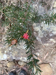Lambertia formosa