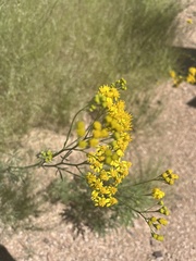 Hymenothrix wislizeni