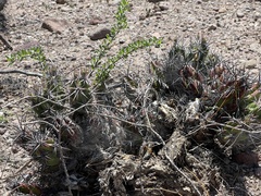 Corynopuntia invicta