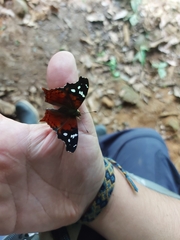 Hypanartia trimaculata