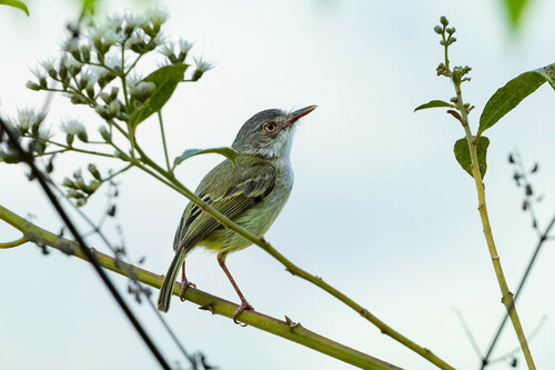 Pearly-vented Tody-tyrant