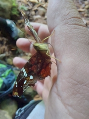 Hypanartia trimaculata