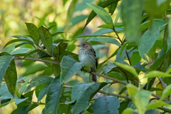 Myiophobus fasciatus