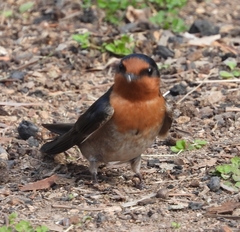 Hirundo neoxena