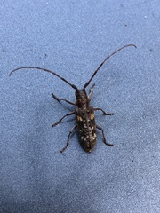 Monochamus carolinensis