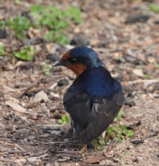 Hirundo neoxena
