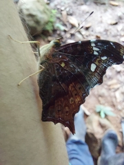 Hypanartia trimaculata