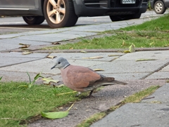 Streptopelia tranquebarica