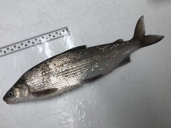 Coregonus clupeaformis