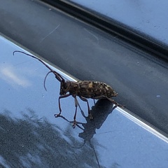 Monochamus carolinensis