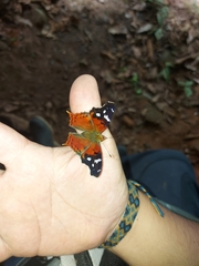 Hypanartia trimaculata