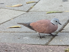 Streptopelia tranquebarica
