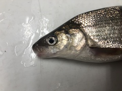 Coregonus clupeaformis