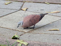 Streptopelia tranquebarica