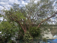 Eugenia candolleana