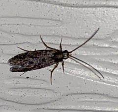 Polycentropodidae