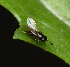 Encyrtinae