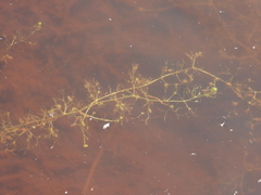 Utricularia macrorhiza