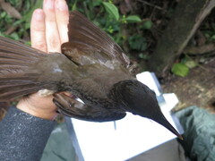 Turdus olivaceofuscus