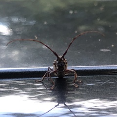 Monochamus carolinensis