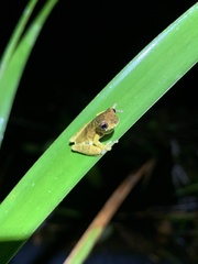 Dendropsophus parviceps