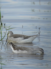 Phalaropus tricolor