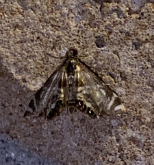 Petrophila canadensis