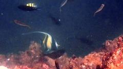 Zanclus cornutus