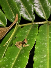 Dendropsophus parviceps