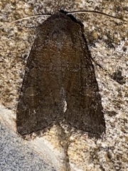 Lacinipolia meditata