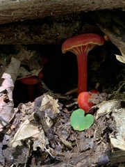 Hygrocybe cantharellus