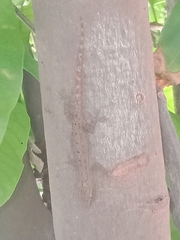 Hemidactylus frenatus