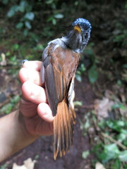 Terpsiphone atrochalybeia