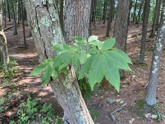 Castanea dentata