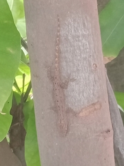 Hemidactylus frenatus