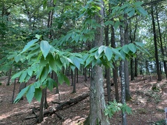 Castanea dentata