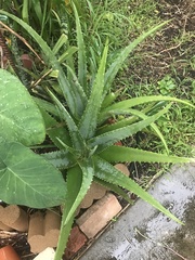 Aloe vera
