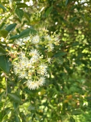 Syzygium