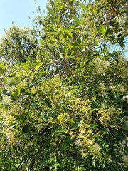 Syzygium
