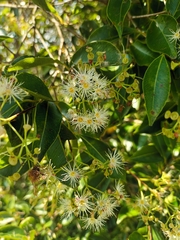Syzygium