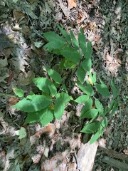 Castanea dentata