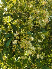 Syzygium
