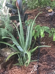 Aloe vera