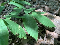 Castanea dentata