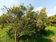 Syzygium
