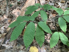 Castanea dentata