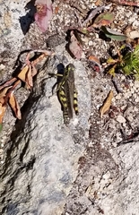 Melanoplus fasciatus