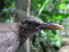 Turdus olivaceofuscus