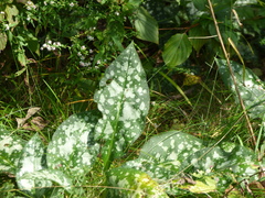 Pulmonaria officinalis